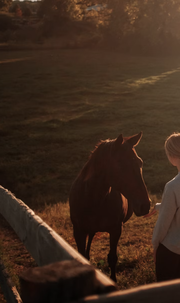 Cavalo e participante em luz dourada de fim de tarde na hípica