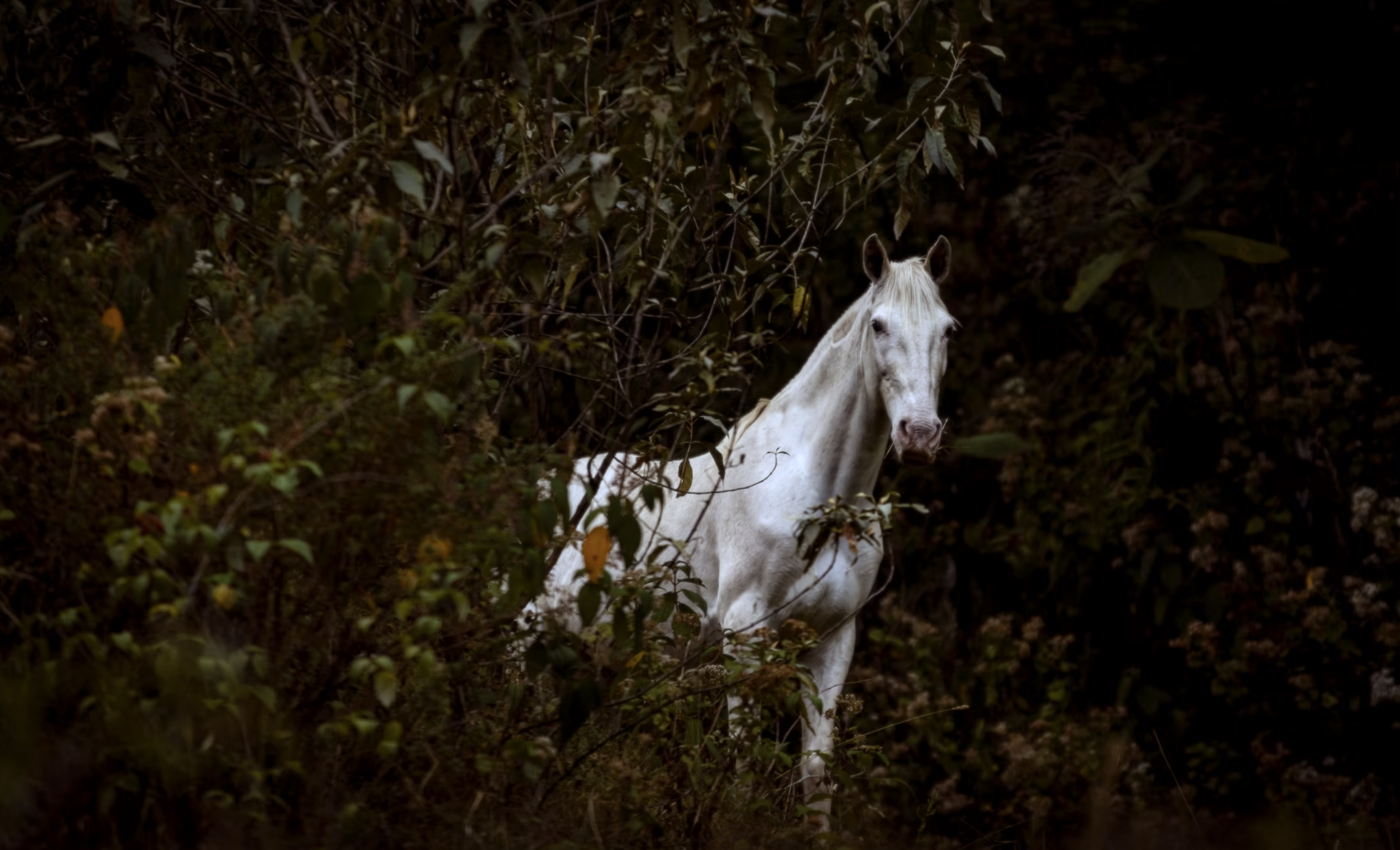 Cavalo e participante em luz natural na hípica